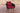 CLP Sessel Ameland Rund rubinrot 45 cm (Dunkelbraun)
