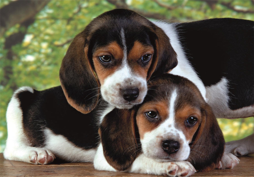 Puzzle 500 HQC BEAGLE WELPEN Poster Clementoni 35536 – Produktabbildung 2